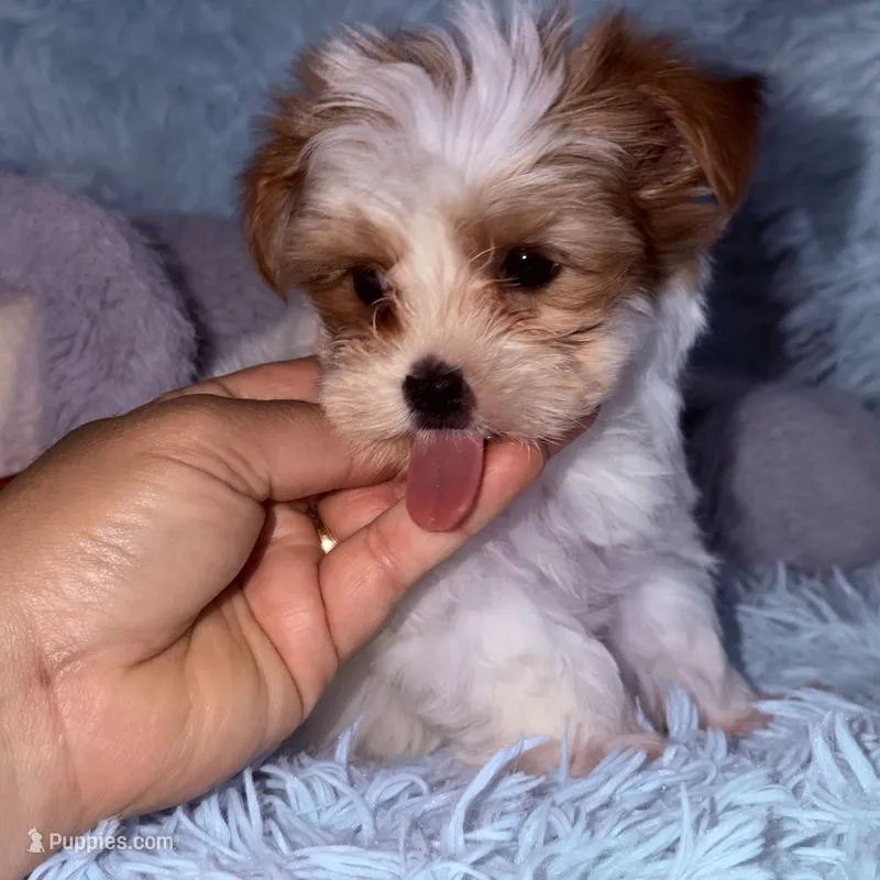 Kookoi – Yorkshire Terrier puppy for sale in Saint Augustine, FL