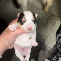 Max, a male Yorkshire Terrier for sale in Saint Augustine, FL – 4 of 5