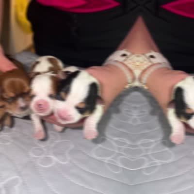 Luce Ckc, a female Yorkshire Terrier for sale in Saint Augustine, FL – 10 of 10