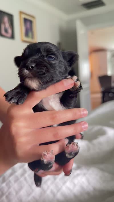 Izzy , a female Yorkshire Terrier for sale in Saint Augustine, FL – 10 of 10