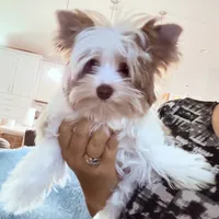 Raffi , a male Yorkshire Terrier for sale in Saint Augustine, FL – 7 of 10