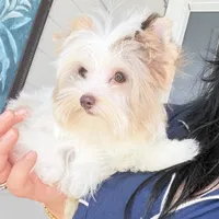  CKC Raffi , a male Yorkshire Terrier for sale in Saint Augustine, FL – 9 of 10
