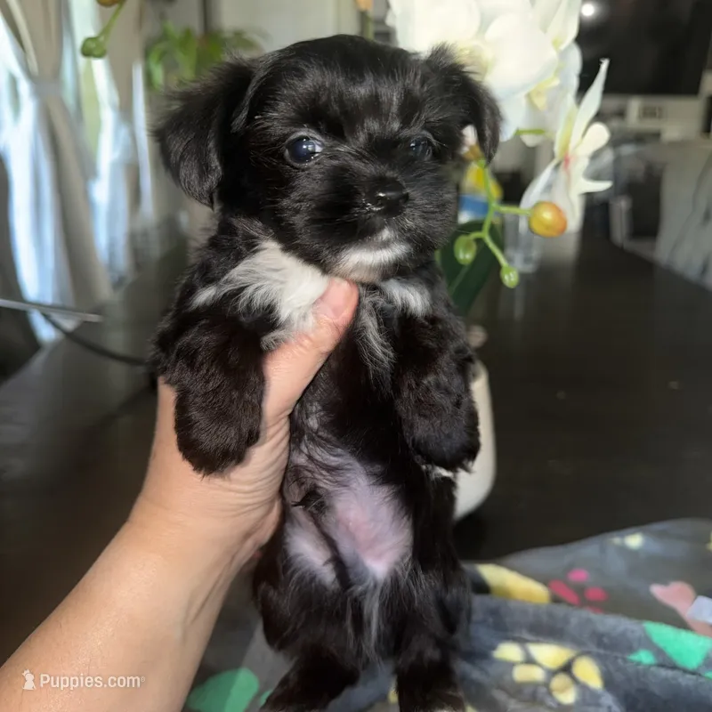 Luice – Yorkshire Terrier puppy for sale in Saint Augustine, FL