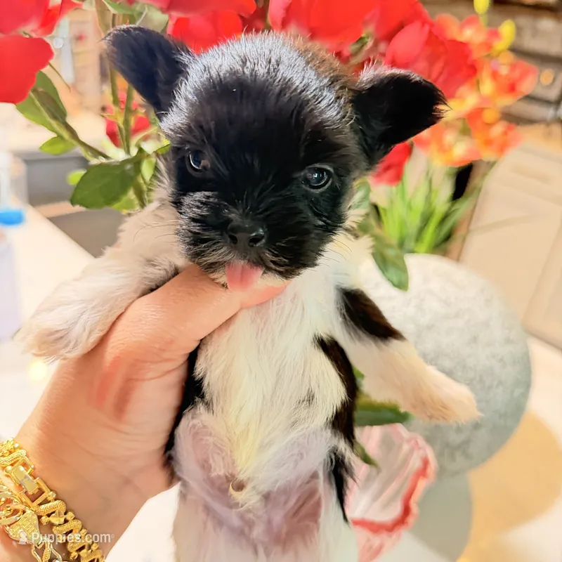 Rio Ckc – Yorkshire Terrier puppy for sale in Saint Augustine, FL