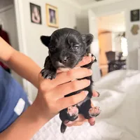 Izzy , a female Yorkshire Terrier for sale in Saint Augustine, FL – 2 of 10