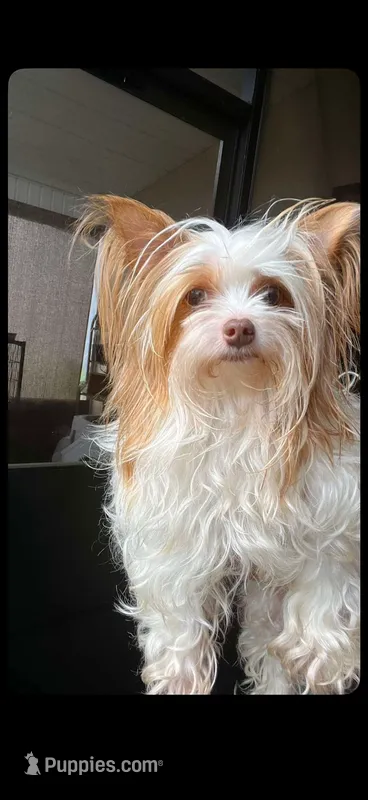 Biscuit – Yorkshire Terrier puppy for sale in Saint Augustine, FL