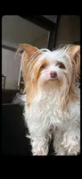 Biscuit, a female Yorkshire Terrier for sale in Saint Augustine, FL – 1 of 3