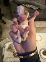 Boys, a male Yorkshire Terrier for sale in Saint Augustine, FL – Photo 5 of 6