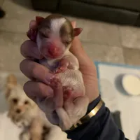 Boys, a male Yorkshire Terrier for sale in Saint Augustine, FL – Photo 2 of 6