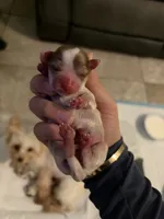 Boys, a male Yorkshire Terrier for sale in Saint Augustine, FL – Photo 6 of 6