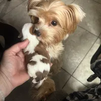 Luce Ckc, a female Yorkshire Terrier for sale in Saint Augustine, FL – 8 of 10