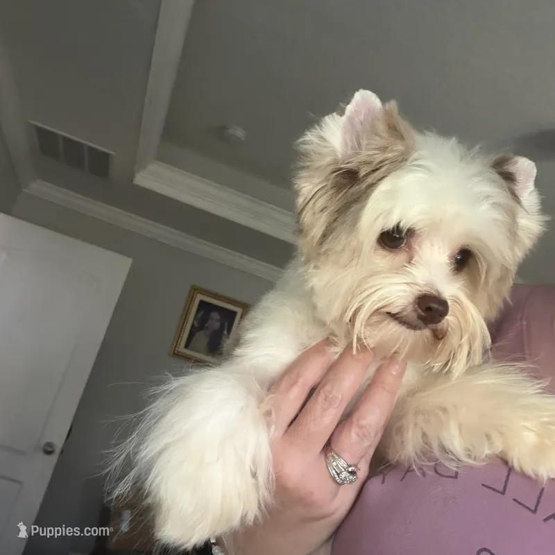 Raffi Ckc – Yorkshire Terrier puppy for sale in Saint Augustine, FL