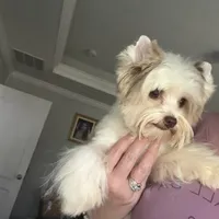  Raffi Ckc, a male Yorkshire Terrier for sale in Saint Augustine, FL – 1 of 10