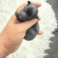 Luce pupp, a male Yorkshire Terrier for sale in Saint Augustine, FL – 10 of 10