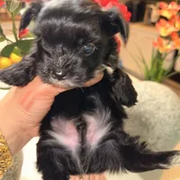 Walker  👨‍👩‍👦‍👦., a male Yorkshire Terrier for sale in Saint Augustine, FL – 4 of 4