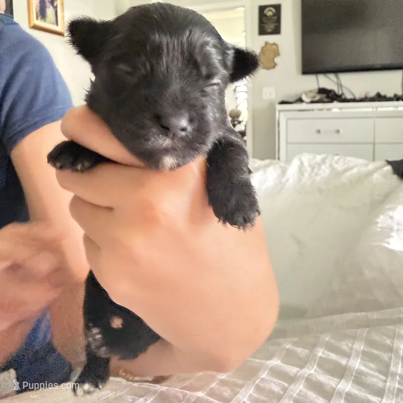 Izzy  – Yorkshire Terrier puppy for sale in Saint Augustine, FL