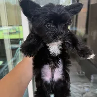 Luice, a male Yorkshire Terrier for sale in Saint Augustine, FL – 3 of 6