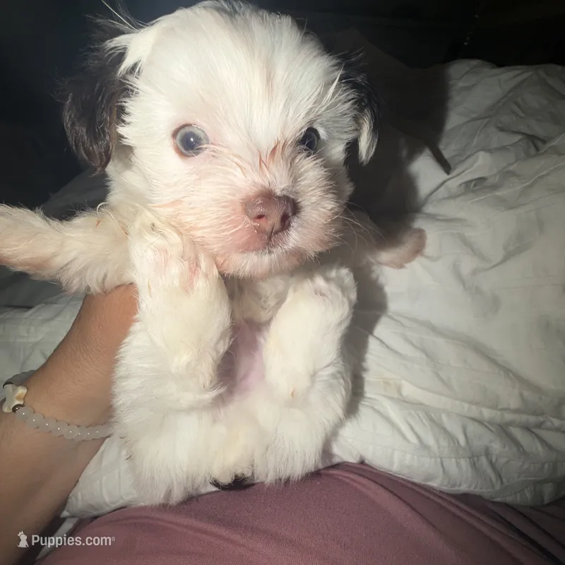 Sparkle – Yorkshire Terrier puppy for sale in Saint Augustine, FL