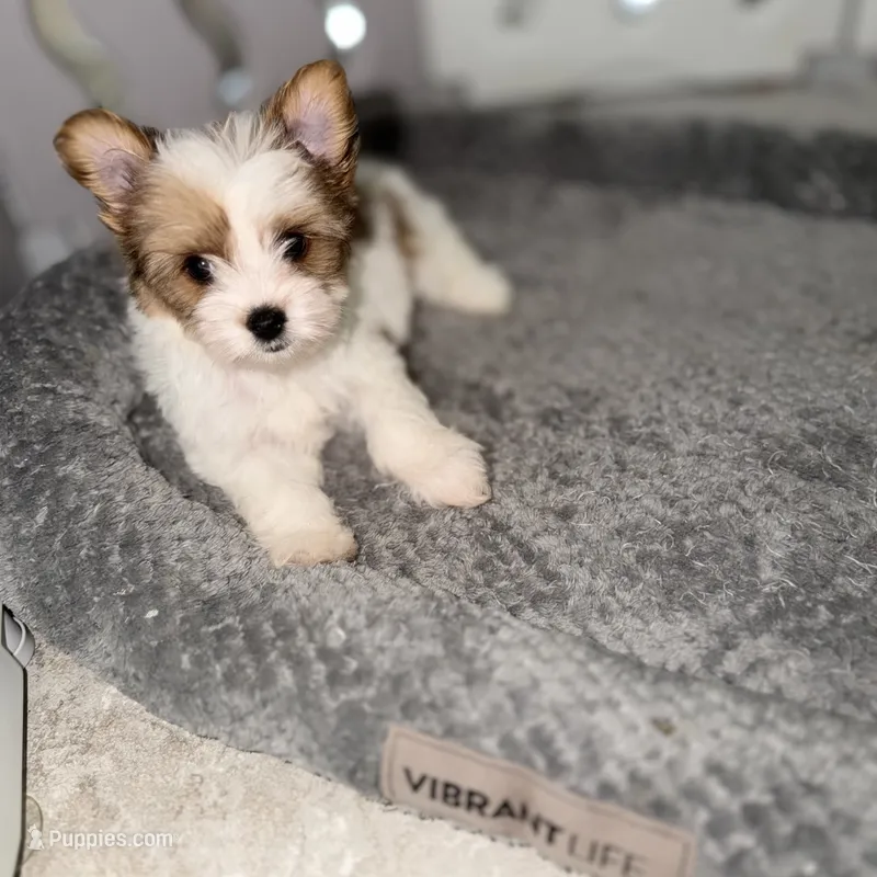 Bella – Yorkshire Terrier puppy for sale in Saint Augustine, FL