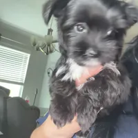 Toby ckc, a male Yorkshire Terrier for sale in Saint Augustine, FL – 4 of 7