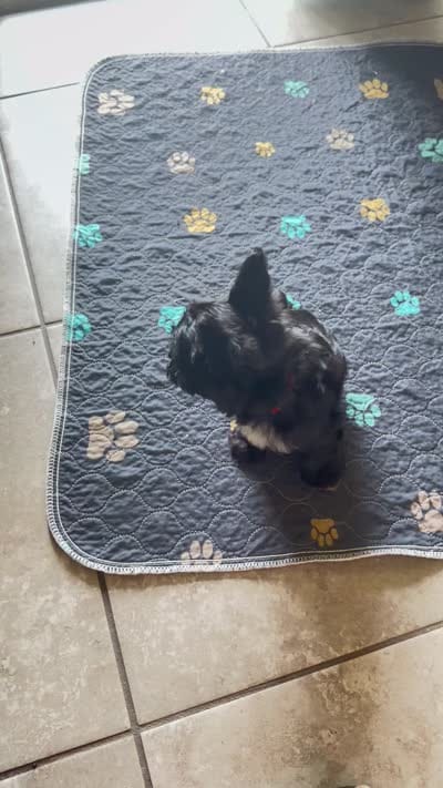 Luice, a male Yorkshire Terrier for sale in Saint Augustine, FL – 6 of 6
