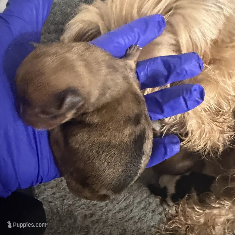 Golden puppies  – Yorkshire Terrier puppy for sale in Saint Augustine, FL