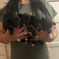 Rio, a male Yorkshire Terrier for sale in Saint Augustine, FL – 5 of 8
