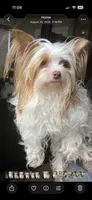 Biscuit, a female Yorkshire Terrier for sale in Saint Augustine, FL – 3 of 3