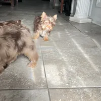 Máximo, a male Yorkshire Terrier for sale in Saint Augustine, FL – Photo 4 of 5