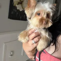 Teddy juniors, a male Yorkshire Terrier for sale in Saint Augustine, FL – Photo 4 of 10