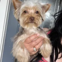 Teddy juniors, a male Yorkshire Terrier for sale in Saint Augustine, FL – Photo 5 of 10