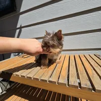 Máximo, a male Yorkshire Terrier for sale in Saint Augustine, FL – Photo 5 of 5