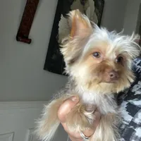 Teddy juniors, a male Yorkshire Terrier for sale in Saint Augustine, FL – Photo 6 of 10