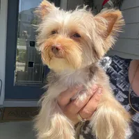 Teddy juniors, a male Yorkshire Terrier for sale in Saint Augustine, FL – Photo 7 of 10