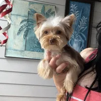 Teddy juniors, a male Yorkshire Terrier for sale in Saint Augustine, FL – Photo 3 of 10