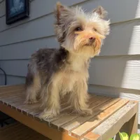 Teddy juniors, a male Yorkshire Terrier for sale in Saint Augustine, FL – Photo 8 of 10