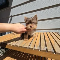 Máximo, a male Yorkshire Terrier for sale in Saint Augustine, FL – Photo 3 of 5