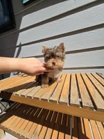 Máximo, a male Yorkshire Terrier for sale in Saint Augustine, FL – Photo 3 of 5