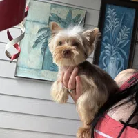 Teddy juniors, a male Yorkshire Terrier for sale in Saint Augustine, FL – Photo 2 of 10