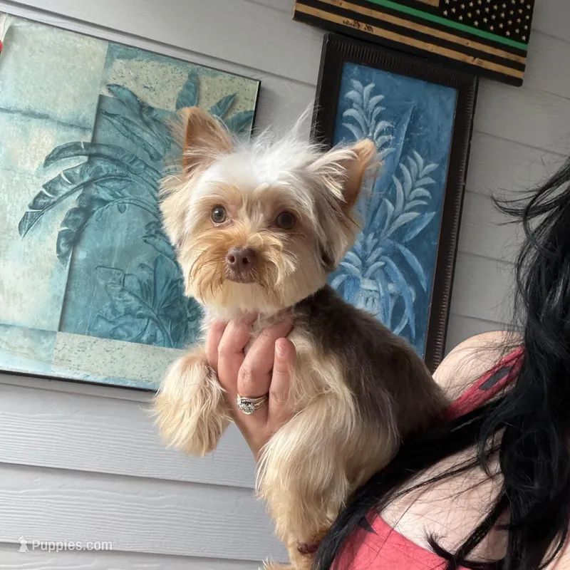 Máximo – Yorkshire Terrier puppy for sale in Saint Augustine, FL