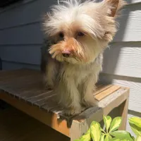 Teddy juniors, a male Yorkshire Terrier for sale in Saint Augustine, FL – Photo 9 of 10