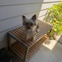 Teddy juniors, a male Yorkshire Terrier for sale in Saint Augustine, FL – Photo 10 of 10