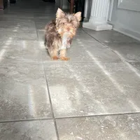 Máximo, a male Yorkshire Terrier for sale in Saint Augustine, FL – Photo 1 of 5