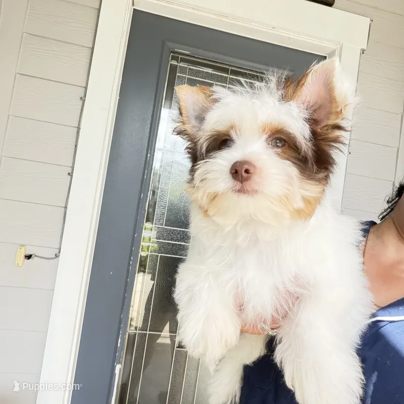 Orson – Yorkshire Terrier puppy for sale in Saint Augustine, FL