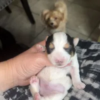 Max, a male Yorkshire Terrier for sale in Saint Augustine, FL – 2 of 5