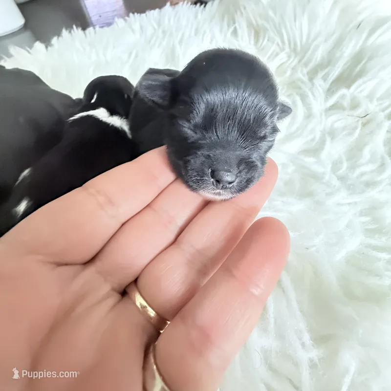 Max – Yorkshire Terrier puppy for sale in Saint Augustine, FL