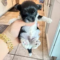 Rio, a male Yorkshire Terrier for sale in Saint Augustine, FL – 4 of 8