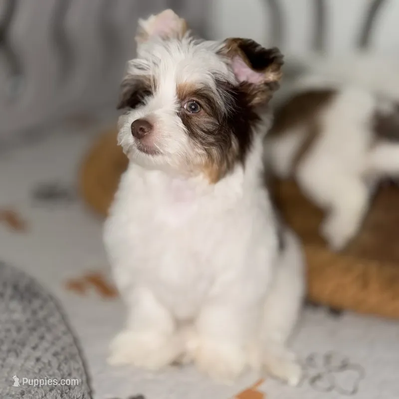 Orson – Yorkshire Terrier puppy for sale in Saint Augustine, FL