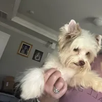  Raffi Ckc, a male Yorkshire Terrier for sale in Saint Augustine, FL – 9 of 10