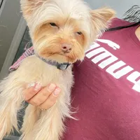 Kiko, a male Yorkshire Terrier for sale in Saint Augustine, FL – Photo 10 of 10